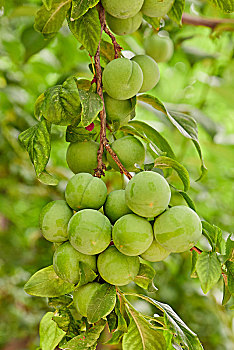 李子树上未成熟的果实