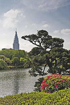 国家,花园,代代木,建筑,东京,日本