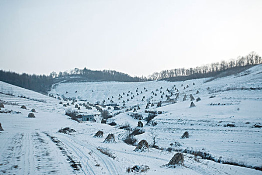 雪野,北方,东北,大雪,原野,土地,冬季,洁白,干净,风景,村庄,农村