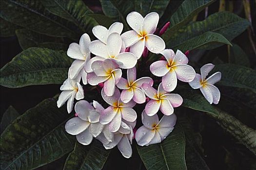 夏威夷,簇,白色,鸡蛋花,花,树上