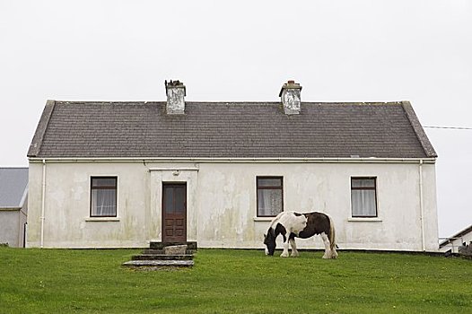 马,正面,院子,房子,伊尼什莫尔岛尔,阿伦群岛,戈尔韦郡,爱尔兰