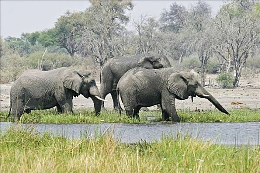 非洲象,吃喝,莫瑞米,国家公园,野生动植物保护区,奥卡万戈三角洲,博茨瓦纳,非洲