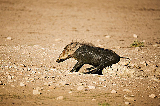 疣猪,挠,后部,岩石上,浴,卡拉哈迪大羚羊国家公园,南非