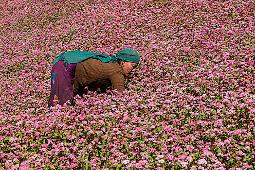 女性,农民,工作,花,粉色,荞麦田,尼泊尔,亚洲