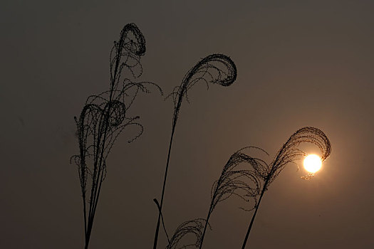 青龙湖的芦苇与落日