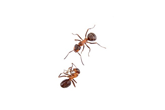蚂蚁,白色背景