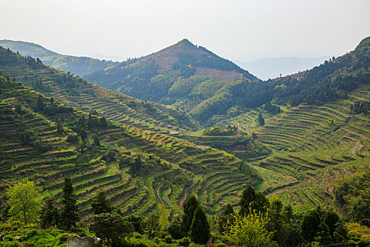 山,桔子,桔园,道路,开垦,大地