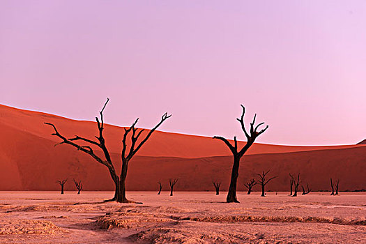 死亡谷,晚上,亮光,死,骆驼,刺,树,刺槐,索苏维来地区,纳米比诺克陆夫国家公园,纳米布沙漠,纳米比亚,非洲