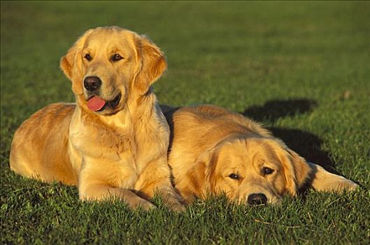 两个,金毛猎犬,狗,幼小,休息,一起,草地