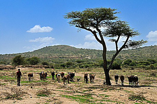 埃塞俄比亚,牧人,驾驶,牛,干燥,陆地,裂谷,非洲