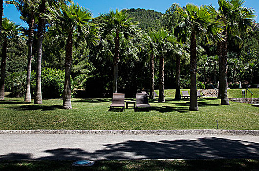 太阳椅,草地,棕榈树,马略卡岛,西班牙
