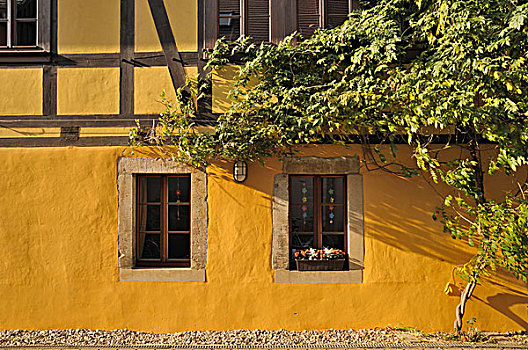 葡萄种植,黄色,建筑,高处,窗户,半木结构房屋,历史,中心,萨克森,德国,欧洲