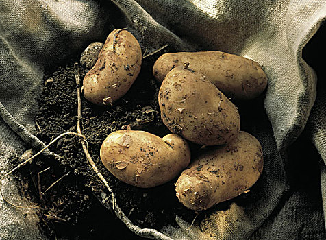 土豆,地面