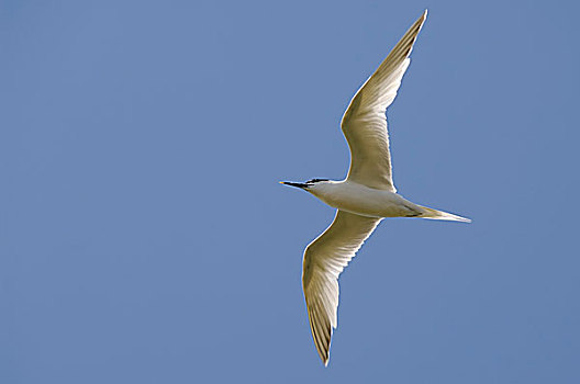 白嘴端燕鸥,白嘴端燕,飞行,蓝天,特塞尔,西弗里西亚群岛,北荷兰,荷兰,欧洲