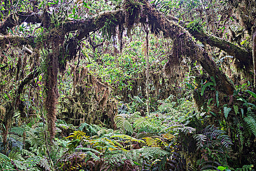 雨林,岛屿,加拉帕戈斯群岛,厄瓜多尔,南美