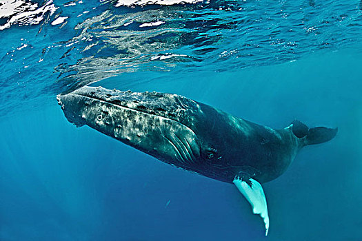 驼背鲸,大翅鲸属,鲸鱼,仰视,水面,银,堤岸,多米尼加共和国,北美