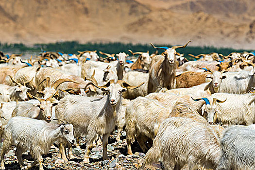 成群,山羊,绵羊,放牧,山,高处,印度河谷,查谟-克什米尔邦,印度,亚洲