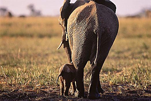 大象,萨维堤地区,靠近,乔贝,博茨瓦纳,南非