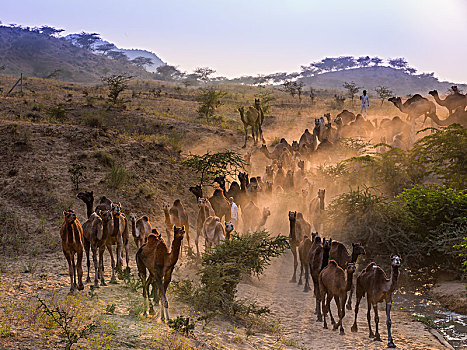 单峰骆驼,途中,普什卡,日落,骆驼,市集,拉贾斯坦邦