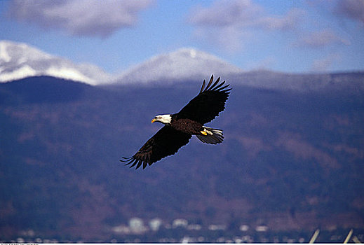 白头鹰,飞行,温哥华,不列颠哥伦比亚省,加拿大