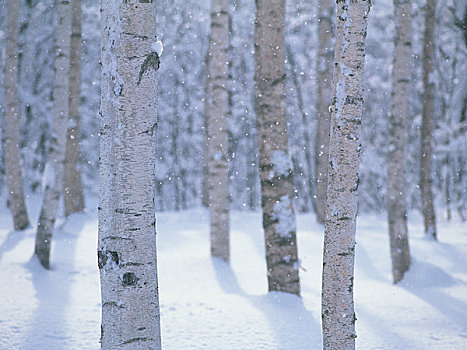 白桦,雪中