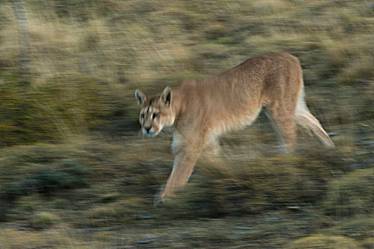 美洲狮,雌性,新生,尾部,托雷德裴恩国家公园,巴塔哥尼亚,区域,南方,智利