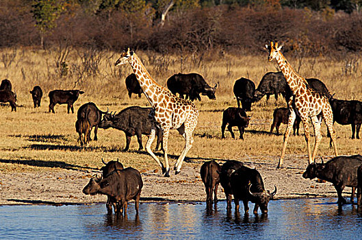 津巴布韦,万基国家公园,长颈鹿,南非水牛,喝
