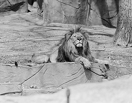 狮子,躺着,石头,动物园