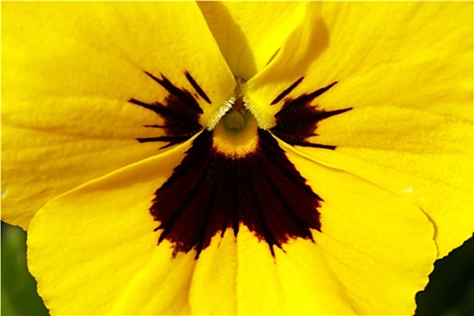 黄色,三色堇,花
