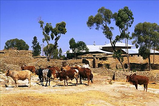母牛,寺院,靠近,阿克苏姆,埃塞俄比亚