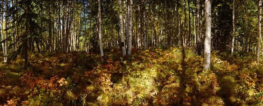 树,木头,转,黄色,费尔班克斯,室内,秋天
