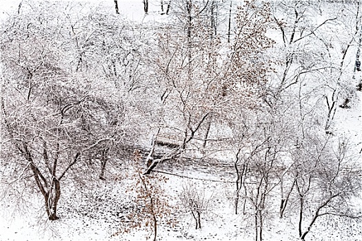 小路,雪中,城市庭院,冬天