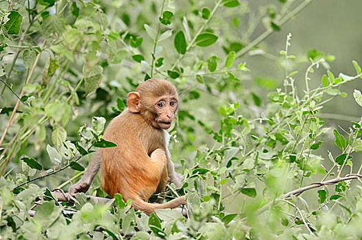 猕猴,猴子,幼仔,盖奥拉迪奥,国家公园,巴拉特普尔,拉贾斯坦邦,印度,亚洲