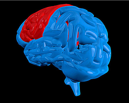 蓝色,大脑,突显,红色,黑色背景,背景