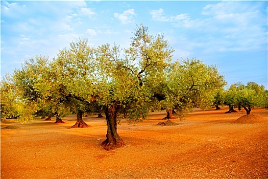 橄榄树,地点,红色,土地,西班牙