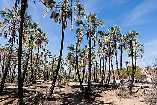 棕榈树,河,卡奥科兰,区域,纳米比亚,非洲