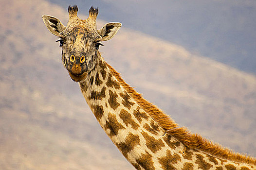 特写,头像,长颈鹿,塞伦盖蒂国家公园,坦桑尼亚