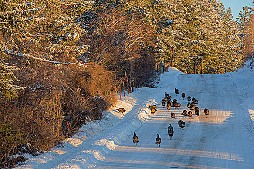野生,火鸡,吐绶鸡,乡村道路,冬天,靠近,蒙大拿,美国