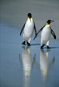 帝企鹅,一对,降落,海滩,自愿角,福克兰群岛