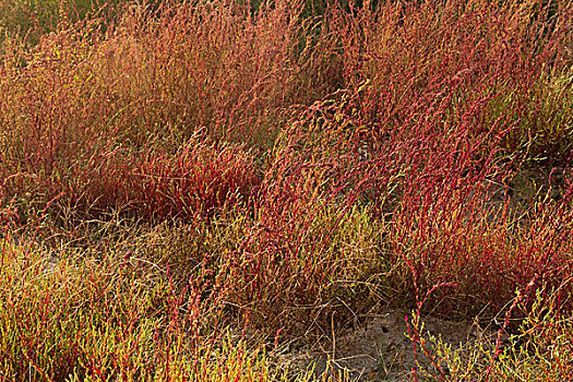 海边野草红色植物