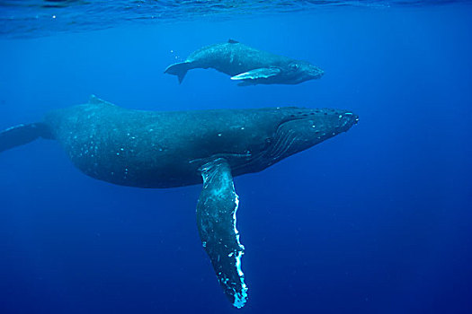 水下视角,驼背鲸,母牛,幼兽,游泳,太平洋,夏威夷大岛,夏威夷