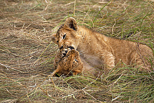 非洲狮,狮子,幼兽,玩,马赛马拉,公园,肯尼亚
