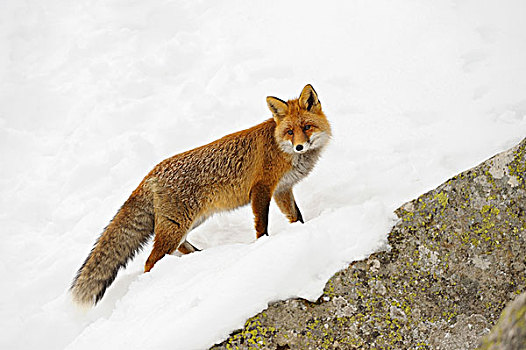 头像,红狐,狐属,冬天,大帕拉迪索国家公园,意大利