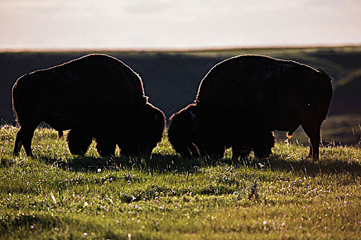 野牛,放牧,草原国家公园,萨斯喀彻温,加拿大