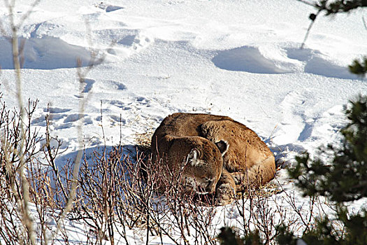 美洲狮,野生,女性,休息,雪中,冰川国家公园,蒙大拿