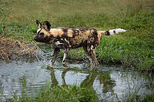非洲野狗,非洲野犬属,成年,水潭,纳米比亚