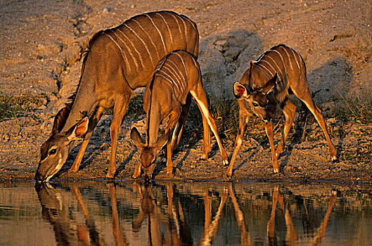 捻角羚,大捻角羚,克鲁格国家公园,南非