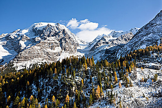 攀升,南蒂罗尔,黄色,落叶松,雪,风景,山谷,意大利