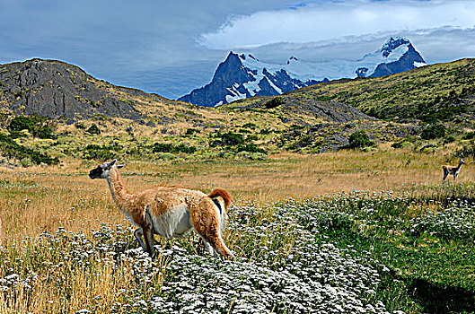 智利,巴塔哥尼亚,托雷德裴恩国家公园,原驼