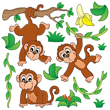 猴子,收集
